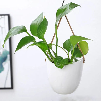 White Ceramic Hanging Wall Planter – planter photo 4